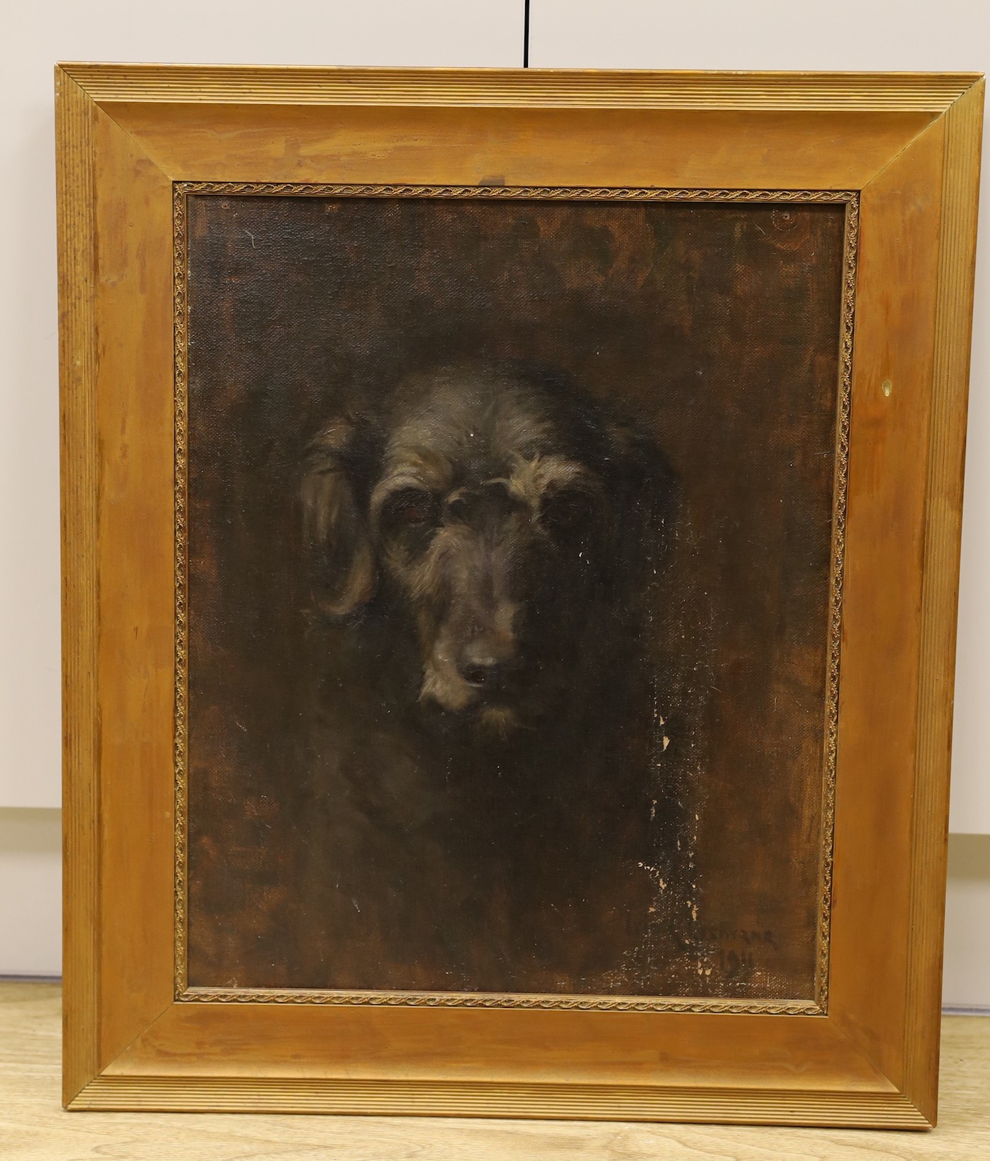 T. Cochrane, oil on canvas, Portrait of an black dog, signed and dated 1911, 50 x 40cm